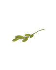 GRY & SIF Branch W/Mix Green Leaves